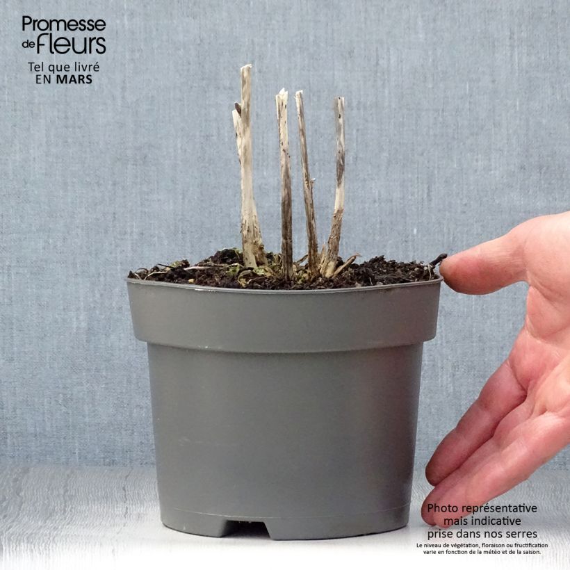 Hosta Royal Standard Maceta 2L/3L Ejemplar entregado en la primavera