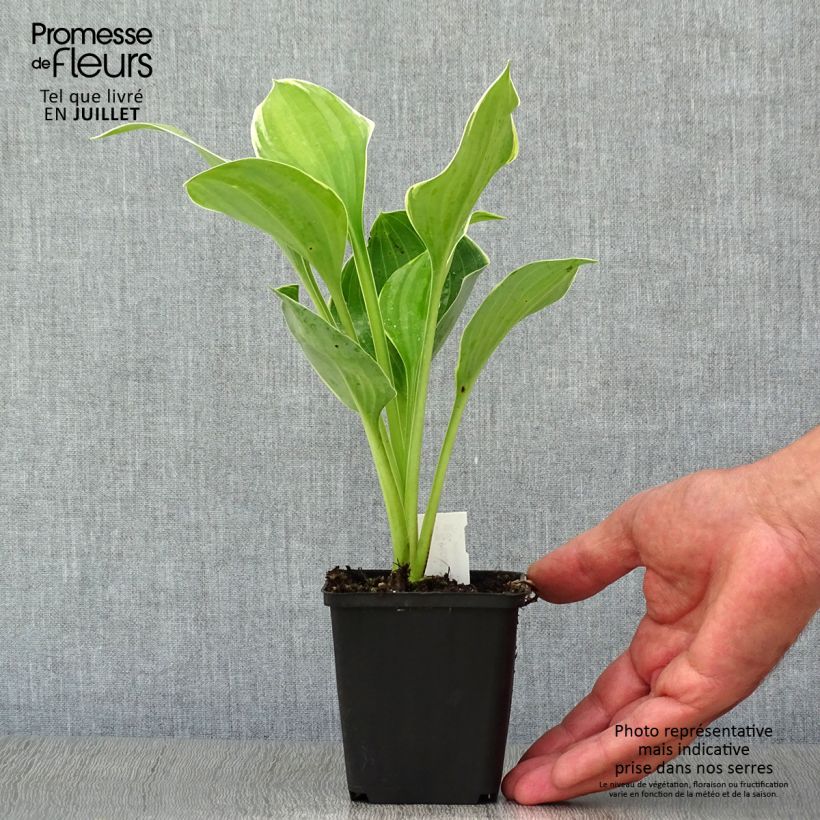 Ejemplar de Hosta fluctuans Sagae Maceta de 8/9 cm entregado en verano