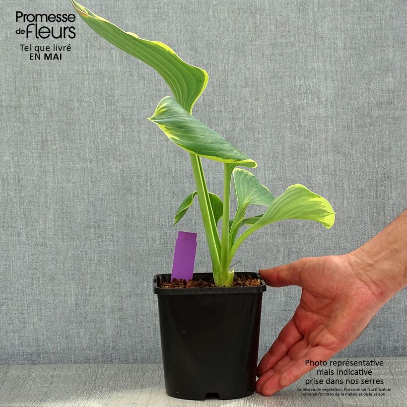 Hosta fluctuans Sagae Maceta 1,5L/2L Ejemplar entregado en la primavera