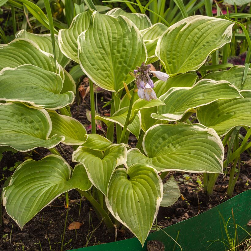 Hosta Saint Elmo's Fire (Porte)