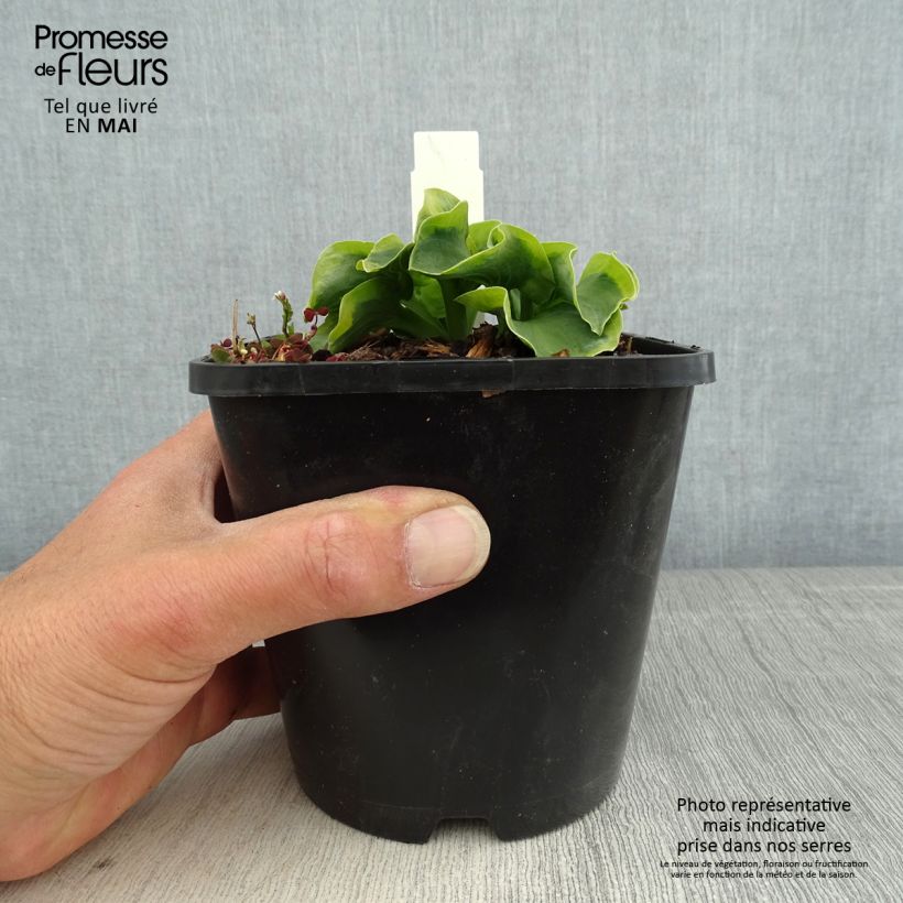 Hosta School Mouse Maceta 1,5L/2L Ejemplar entregado en la primavera