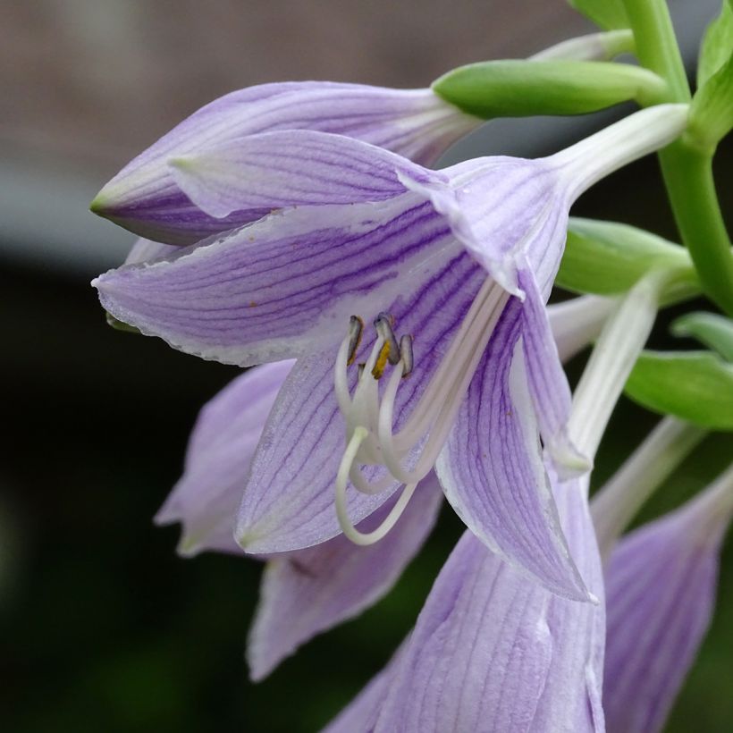 Hosta Siberian Tiger (Floración)