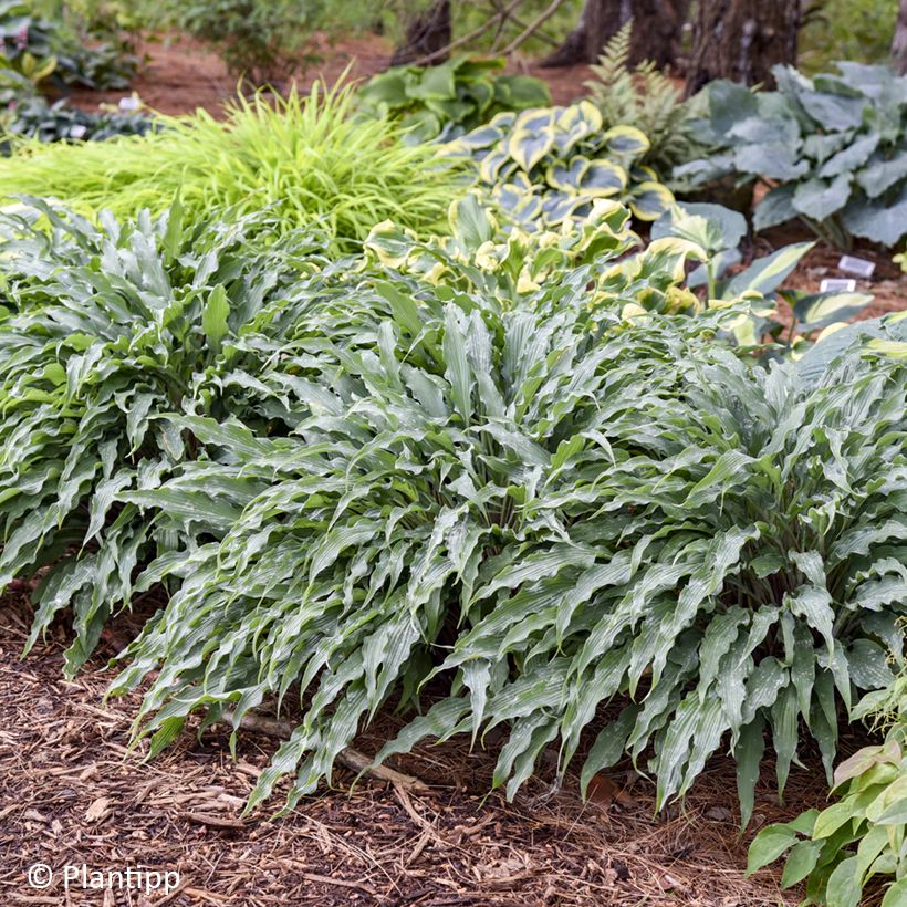 Hosta Silly String (Porte)