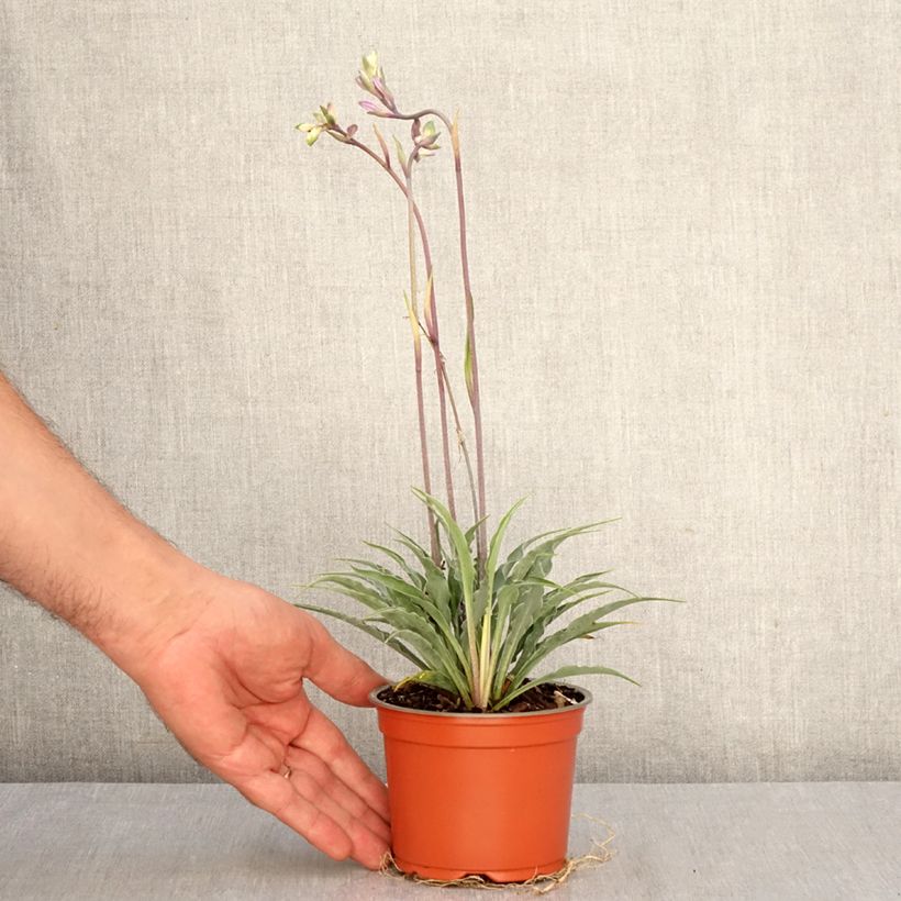 Ejemplar de Hosta Silly String Maceta de 12 cm / 13 cm entregado en otoño