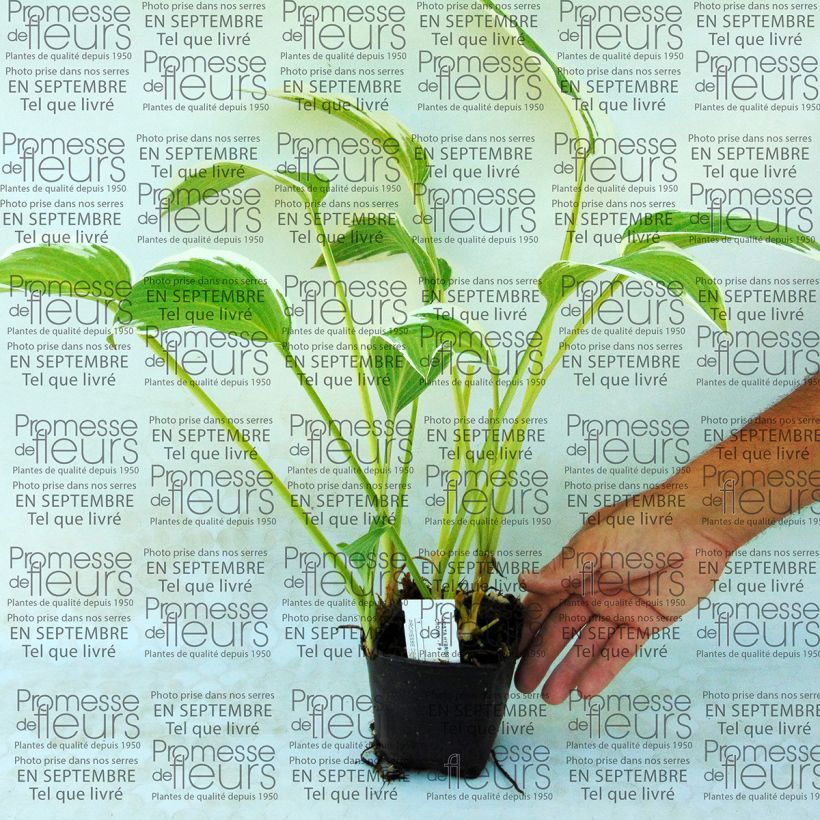 Ejemplo de ejemplar de Hosta Silver Crown Maceta de 8/9 cm tal y como se entrega