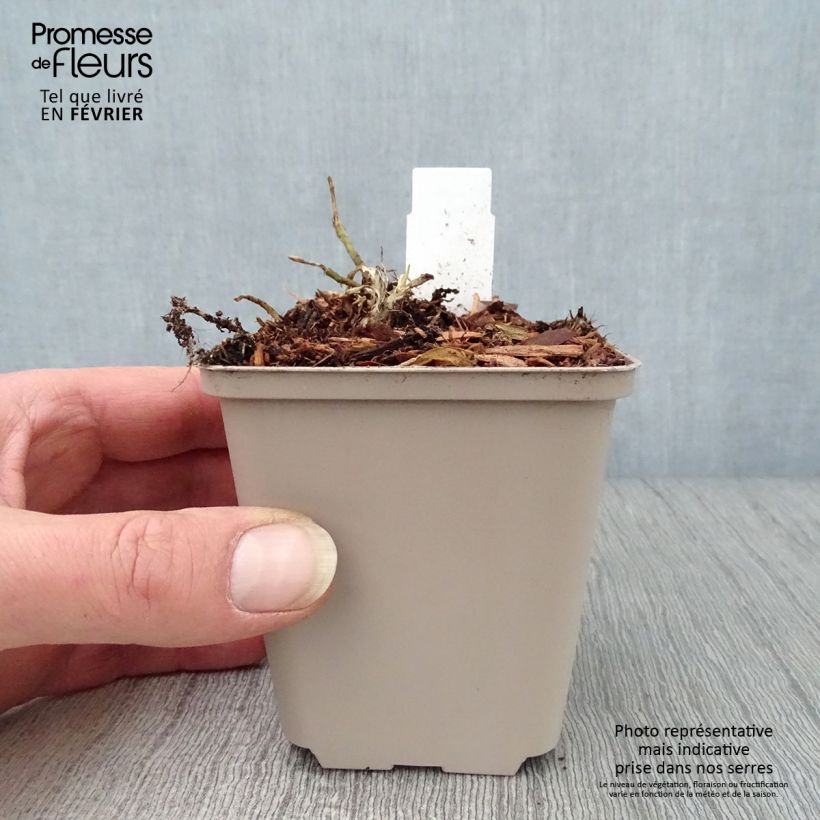 Hosta So Sweet Maceta de 8/9 cm Ejemplar entregado en invierno