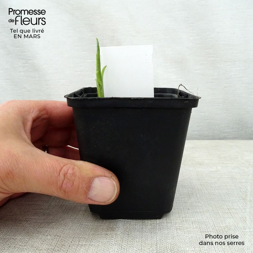 Hosta So Sweet Maceta de 8/9 cm Ejemplar entregado en la primavera