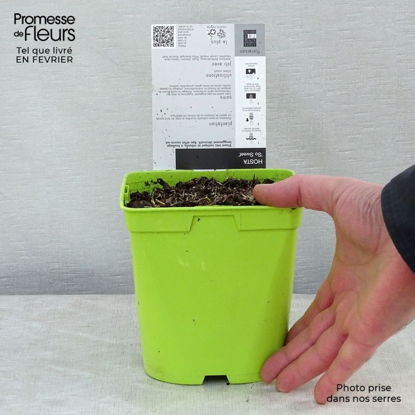 Hosta So Sweet Maceta 2L/3L Ejemplar entregado en invierno