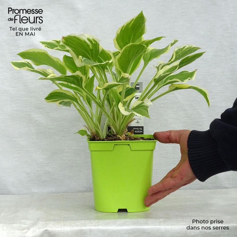 Hosta So Sweet Maceta 2L/3L Ejemplar entregado en la primavera