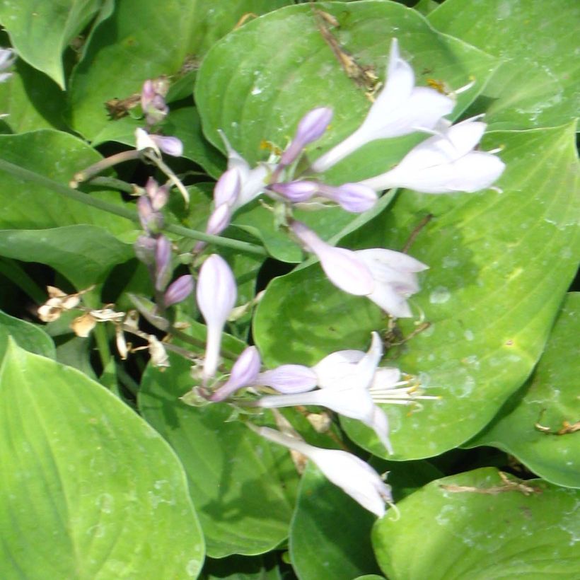 Hosta Special Gift (Floración)