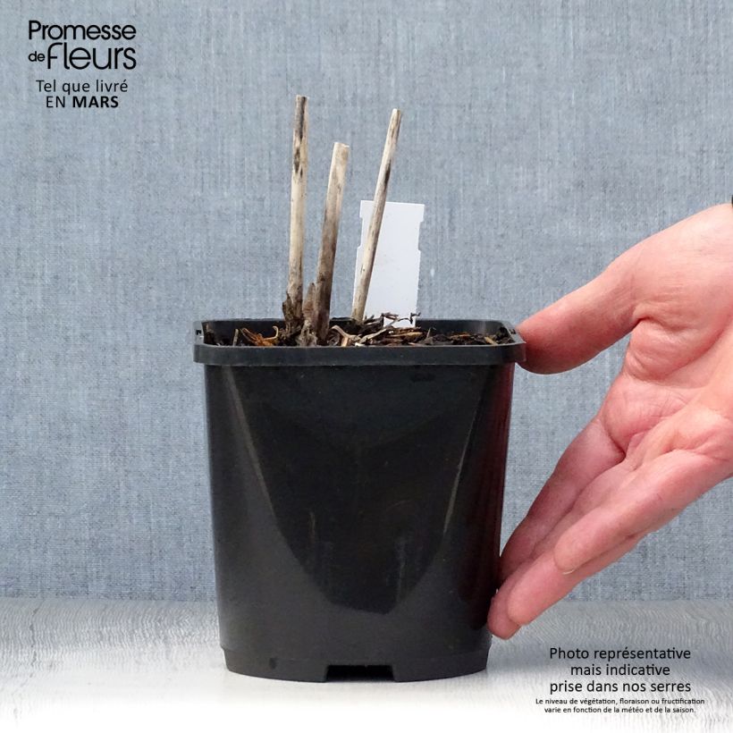 Hosta Spritzer Maceta 1,5L/2L Ejemplar entregado en la primavera