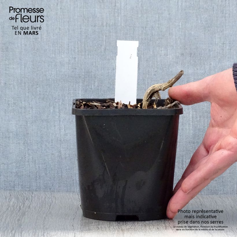 Hosta Stand by Me Maceta 1,5L/2L Ejemplar entregado en la primavera