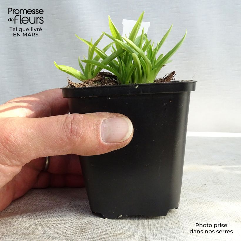 Hosta Stiletto Maceta de 8/9 cm Ejemplar entregado en la primavera