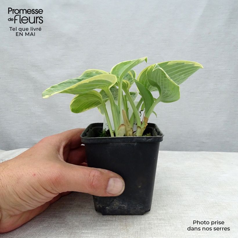 Hosta Sugar Daddy Maceta de 8/9 cm Ejemplar entregado en la primavera