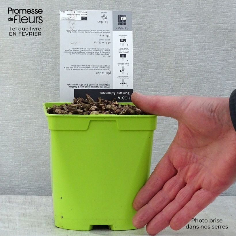 Hosta Sum and Substance Maceta 1,5L/2L Ejemplar entregado en invierno