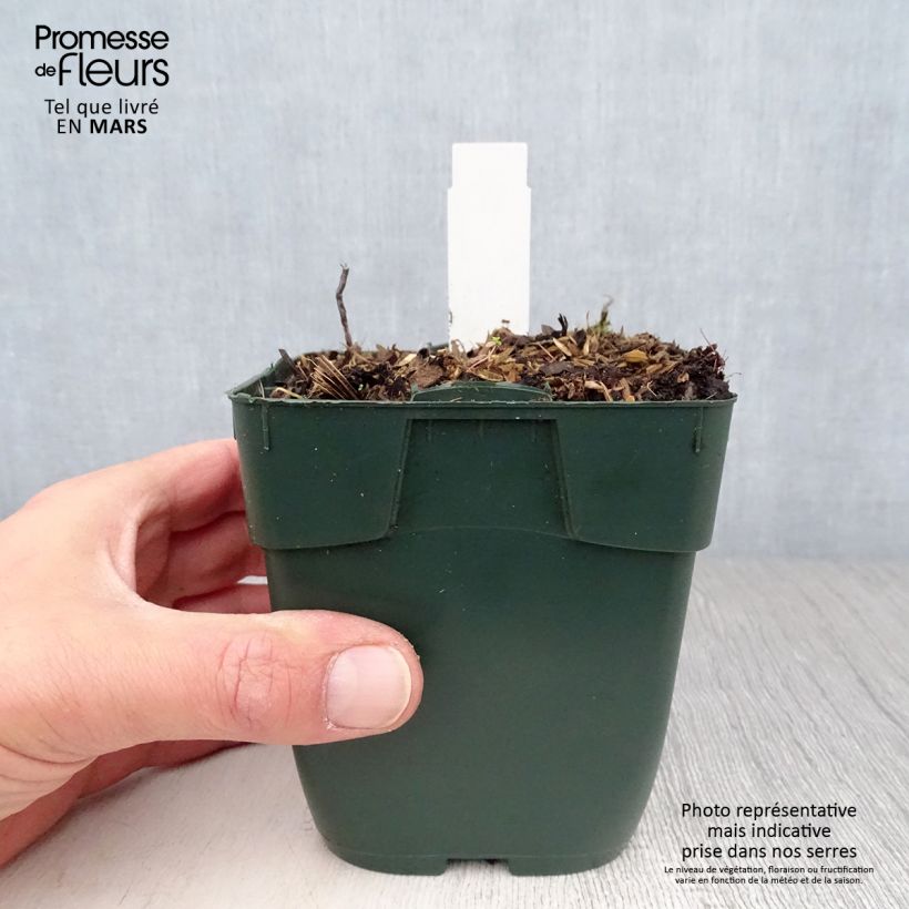 Hosta Summer Breeze Maceta de 8/9 cm Ejemplar entregado en la primavera