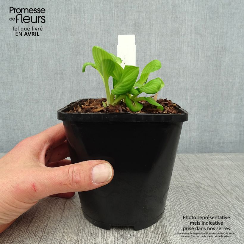 Hosta Sun Mouse Maceta 1,5L/2L Ejemplar entregado en la primavera