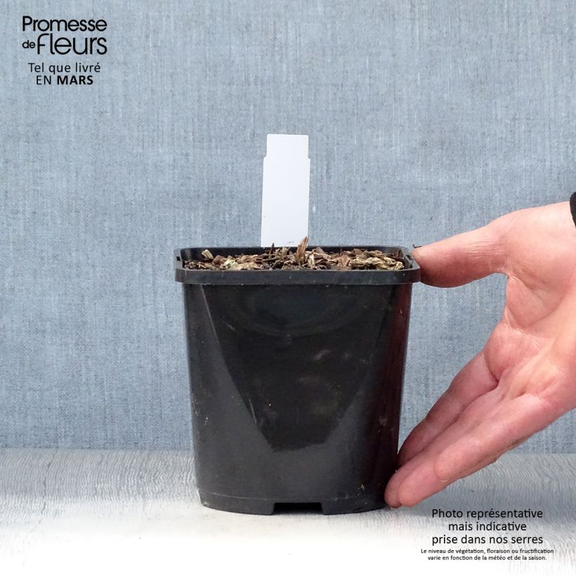 Hosta T Rex Maceta 1,5L/2L Ejemplar entregado en la primavera