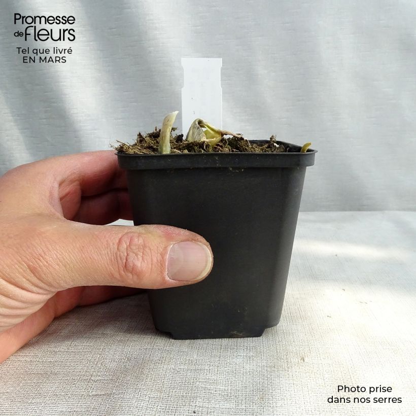 Hosta The King Maceta de 8/9 cm Ejemplar entregado en invierno