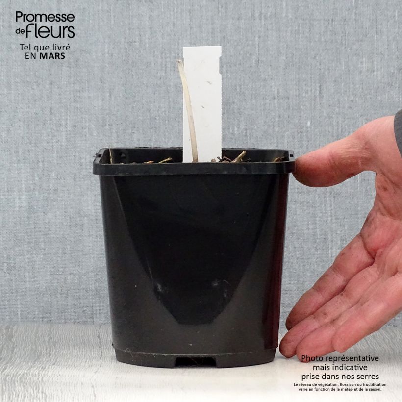 Hosta The Queen Maceta 1,5L/2L Ejemplar entregado en la primavera