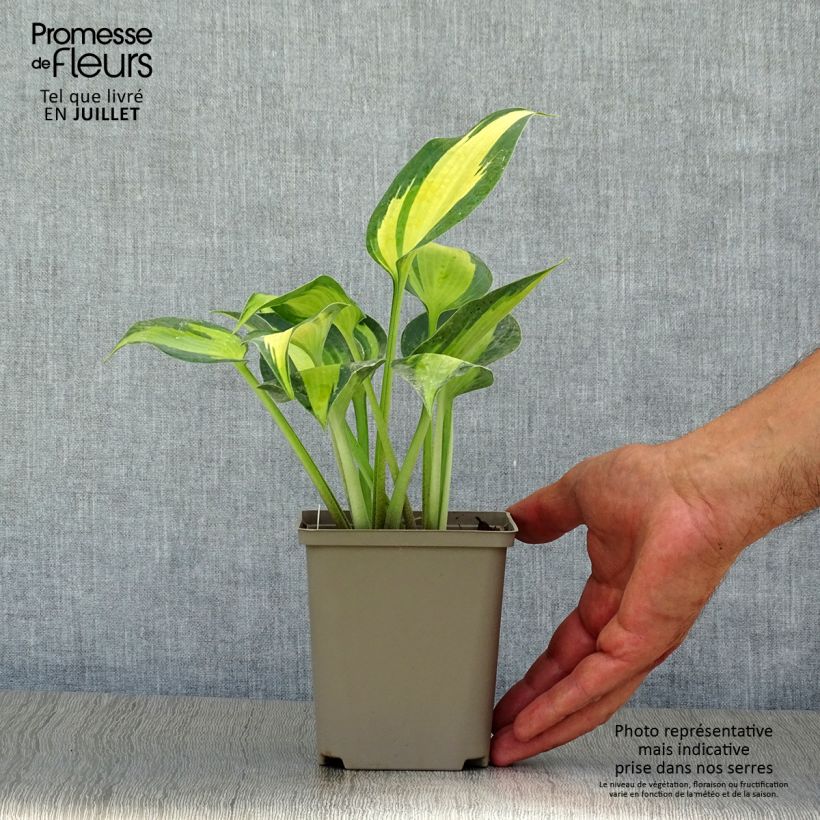 Ejemplar de Hosta Touch Of Class Maceta de 8/9 cm entregado en verano