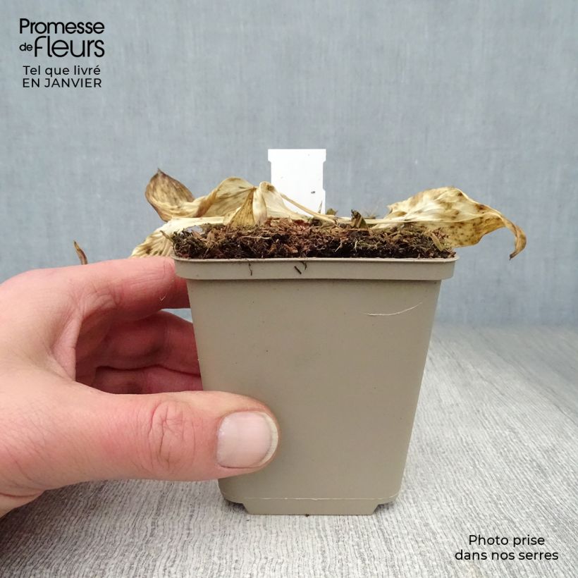 Hosta Touch Of Class Maceta de 8/9 cm Ejemplar entregado en invierno