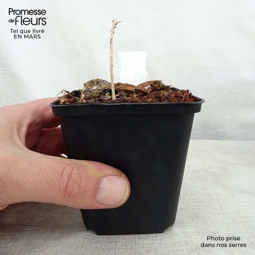 Hosta Touch Of Class Maceta de 8/9 cm Ejemplar entregado en la primavera