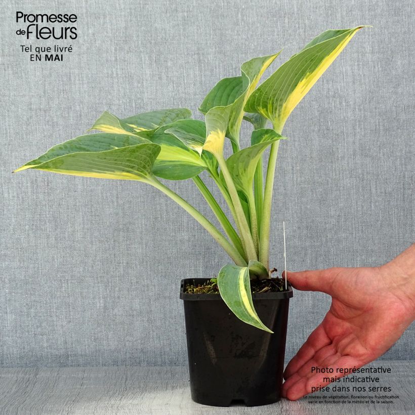Hosta Touch Of Class Maceta 1,5L/2L Ejemplar entregado en la primavera