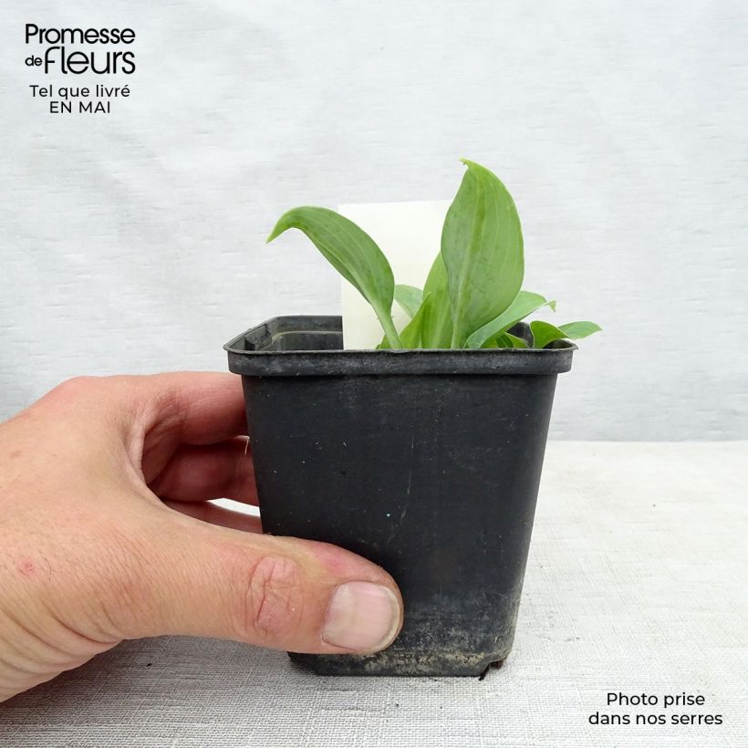 Hosta True Blue Maceta de 8/9 cm Ejemplar entregado en la primavera