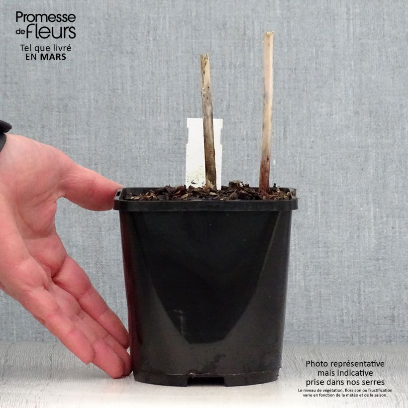 Hosta Victor Maceta 1,5L/2L Ejemplar entregado en la primavera