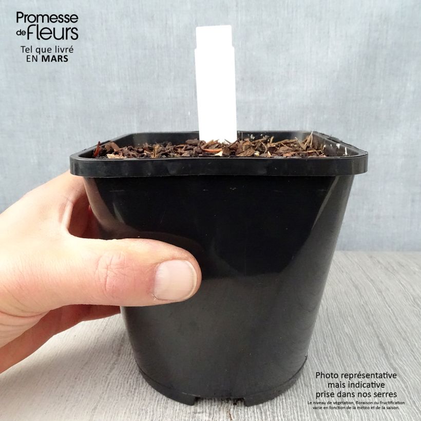 Hosta Waterslide Maceta 1,5L/2L Ejemplar entregado en la primavera