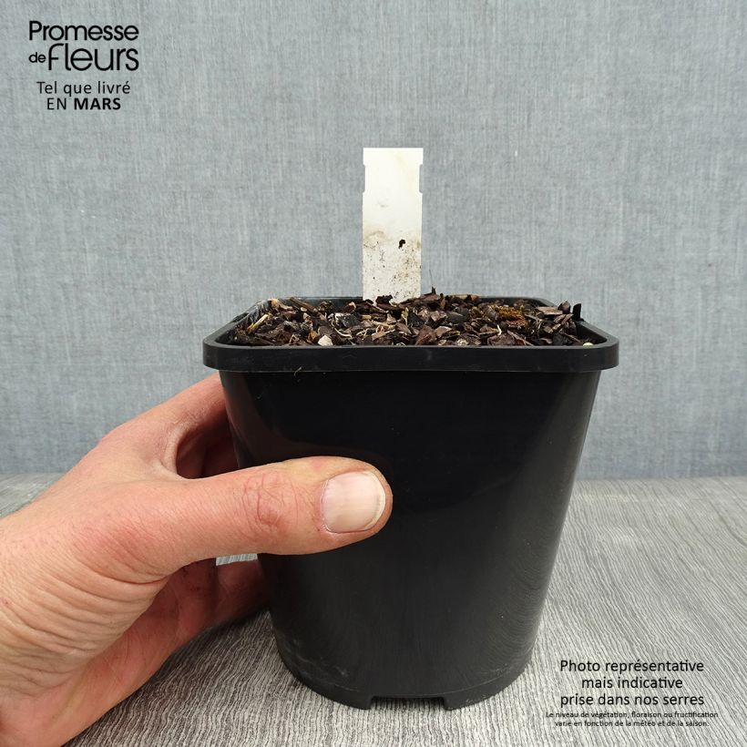 Hosta Wheee! Maceta 1,5L/2L Ejemplar entregado en invierno