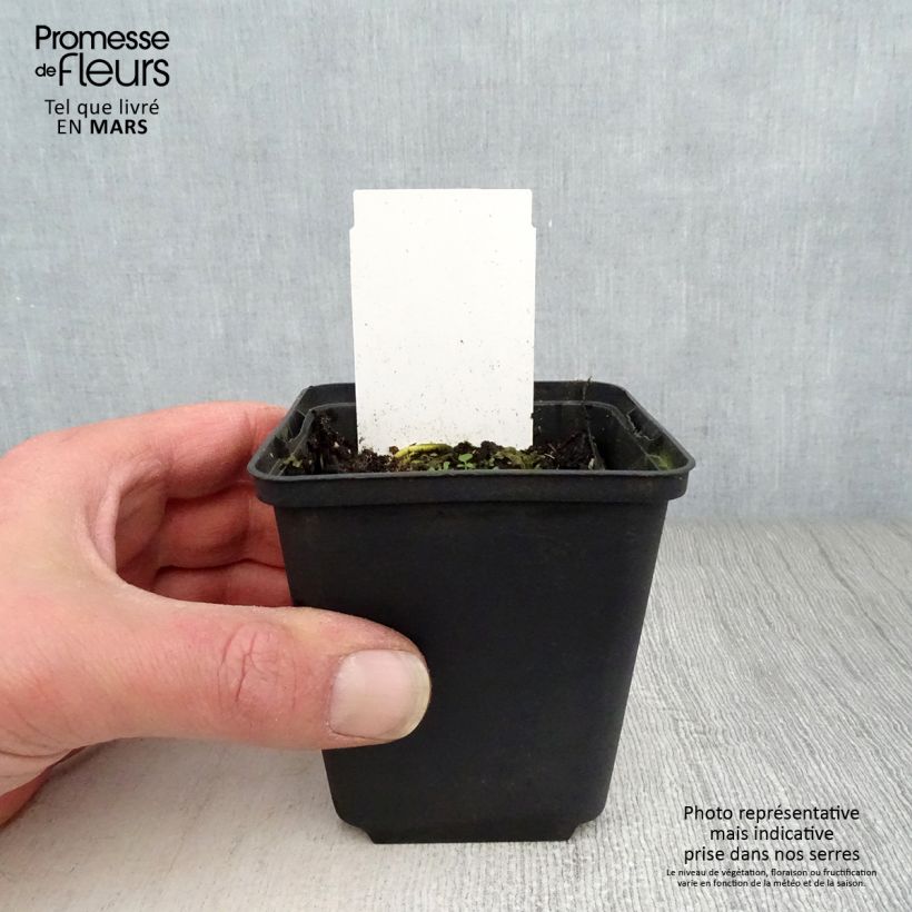 Hosta White On Maceta de 8/9 cm Ejemplar entregado en la primavera