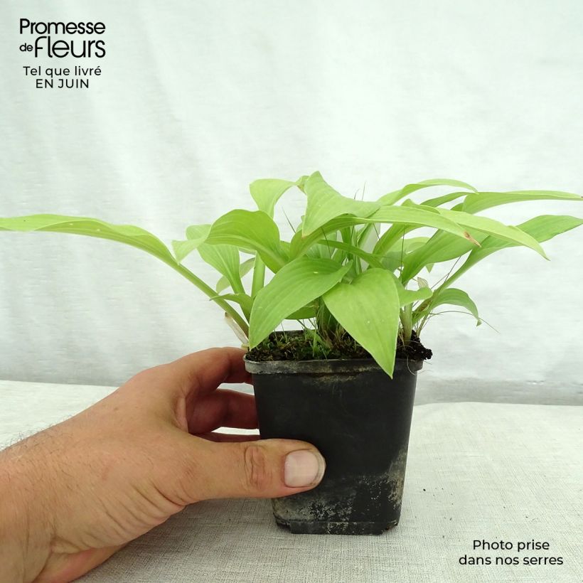 Ejemplar de Hosta White Trumpets Maceta de 8/9 cm entregado en verano