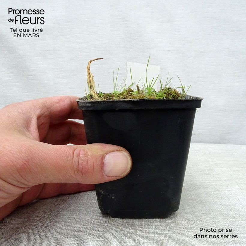 Hosta White Trumpets Maceta de 8/9 cm Ejemplar entregado en la primavera