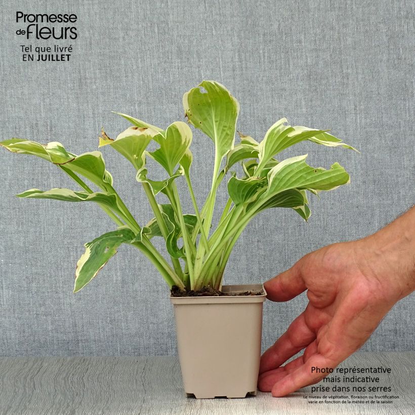 Ejemplar de Hosta Wide Brim Maceta de 8/9 cm entregado en verano