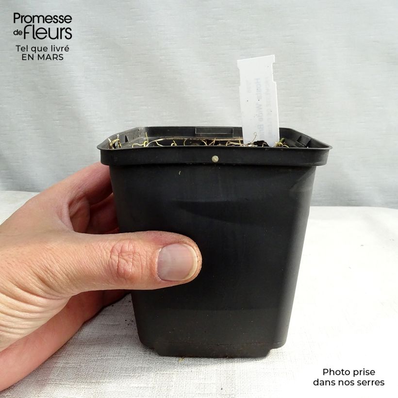 Hosta Wide Brim Maceta de 8/9 cm Ejemplar entregado en la primavera