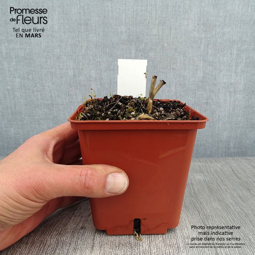 Hosta Winter Snow Maceta 1L/1,5L Ejemplar entregado en invierno