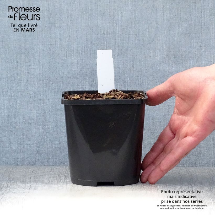 Hosta Wu-La-La Maceta 1,5L/2L Ejemplar entregado en la primavera