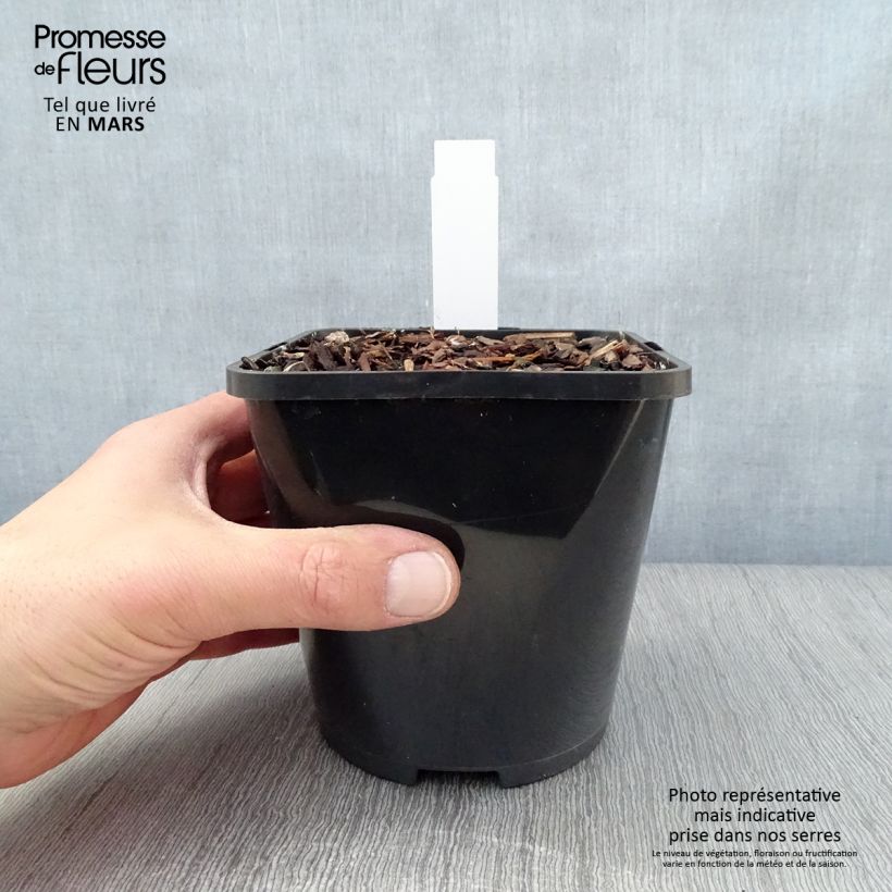 Hosta Yellow Polka Dot Bikini Maceta 1,5L/2L Ejemplar entregado en la primavera