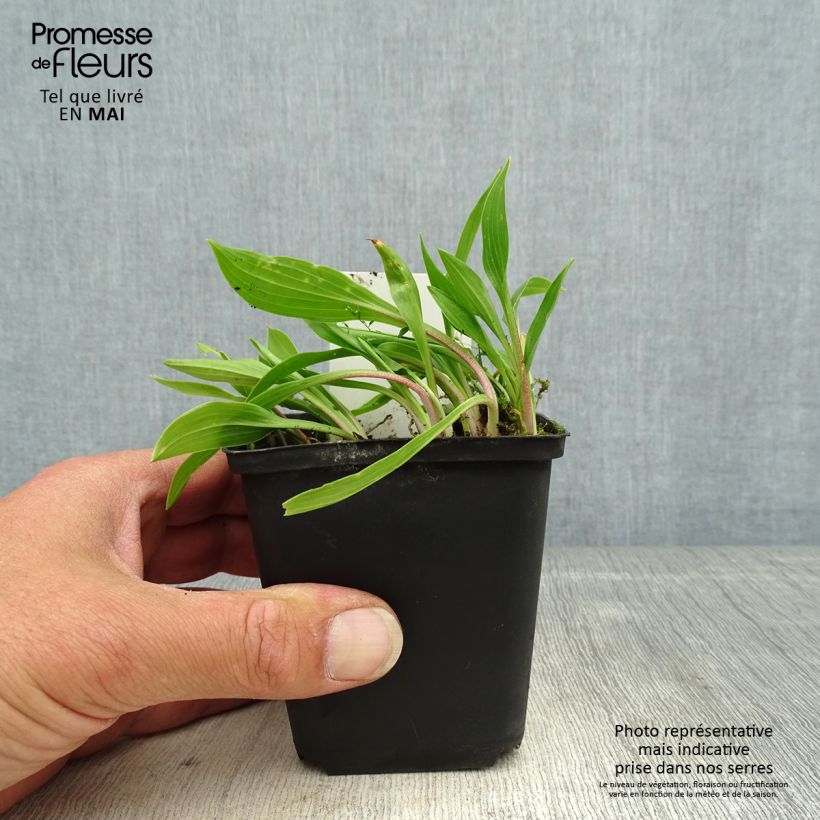 Hosta clausa var. normalis Maceta de 8/9 cm Ejemplar entregado en la primavera