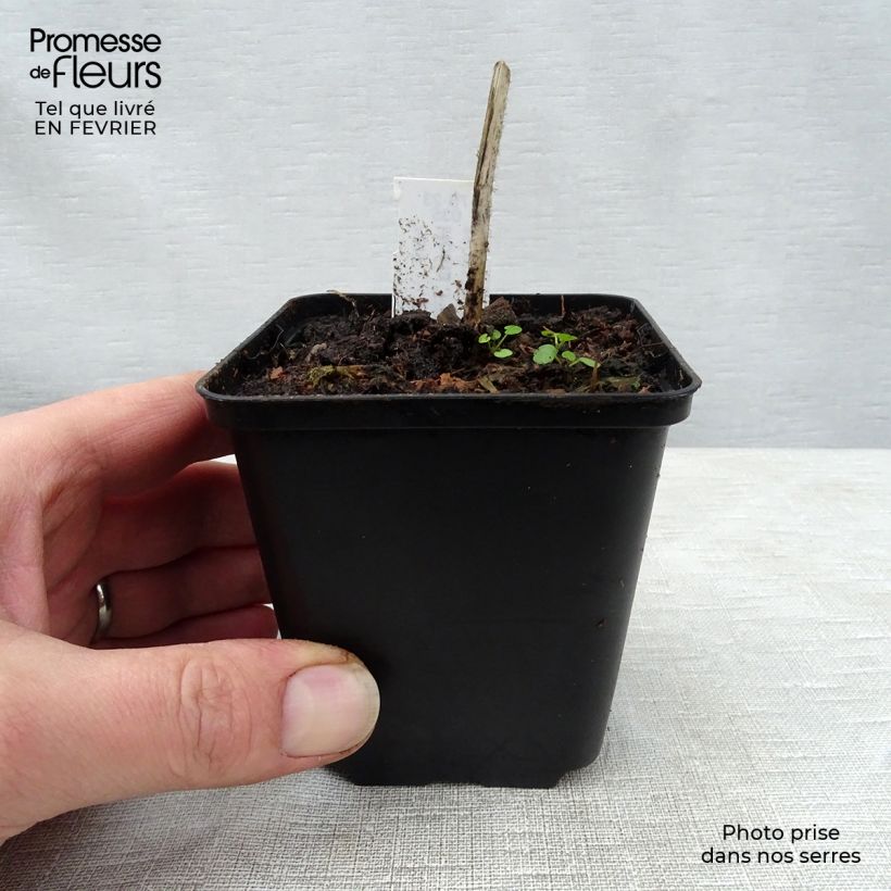 Hosta fire Island Maceta de 8/9 cm Ejemplar entregado en invierno