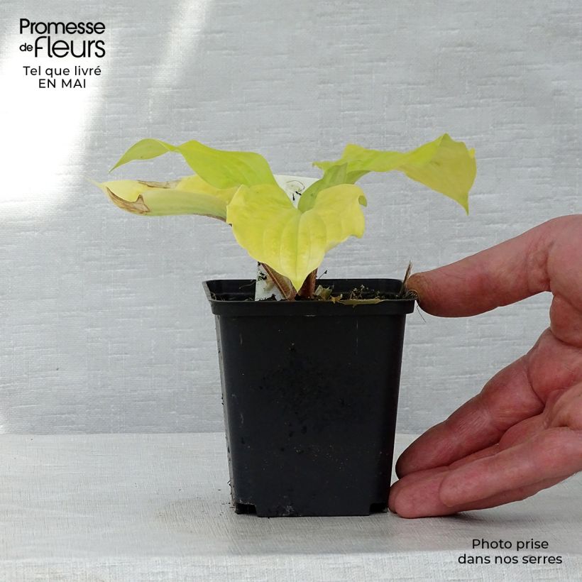 Hosta fire Island Maceta de 8/9 cm Ejemplar entregado en la primavera