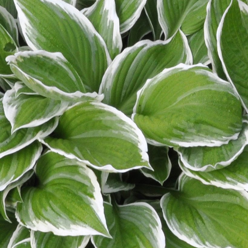 Hosta fortunei Albomarginata (Follaje)