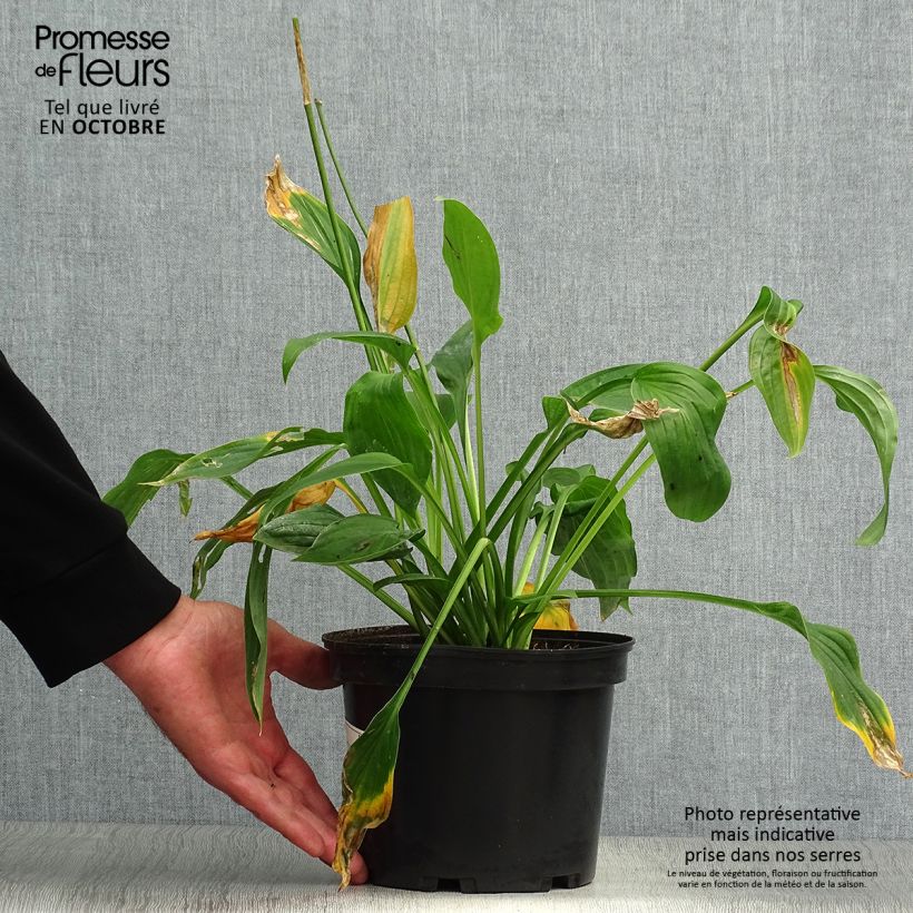 Ejemplar de Hosta fortunei albopicta Maceta 2L/3L entregado en otoño