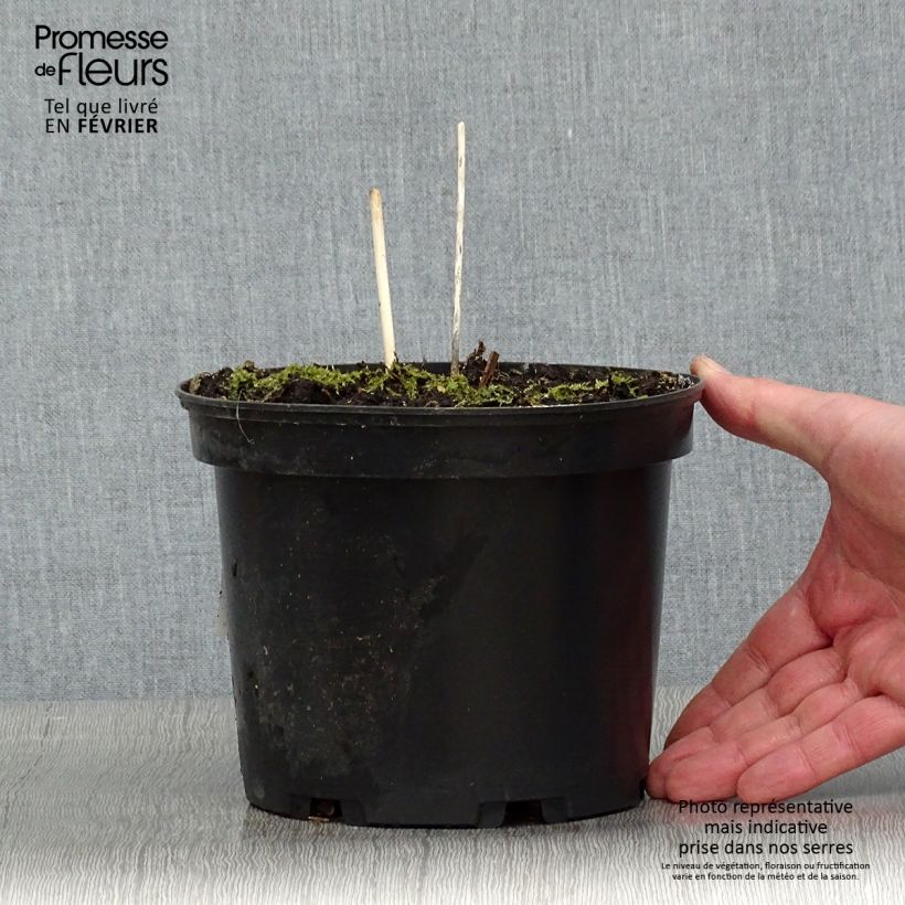 Hosta fortunei albopicta Maceta 2L/3L Ejemplar entregado en invierno