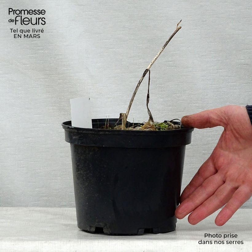 Hosta fortunei albopicta Maceta 2L/3L Ejemplar entregado en la primavera