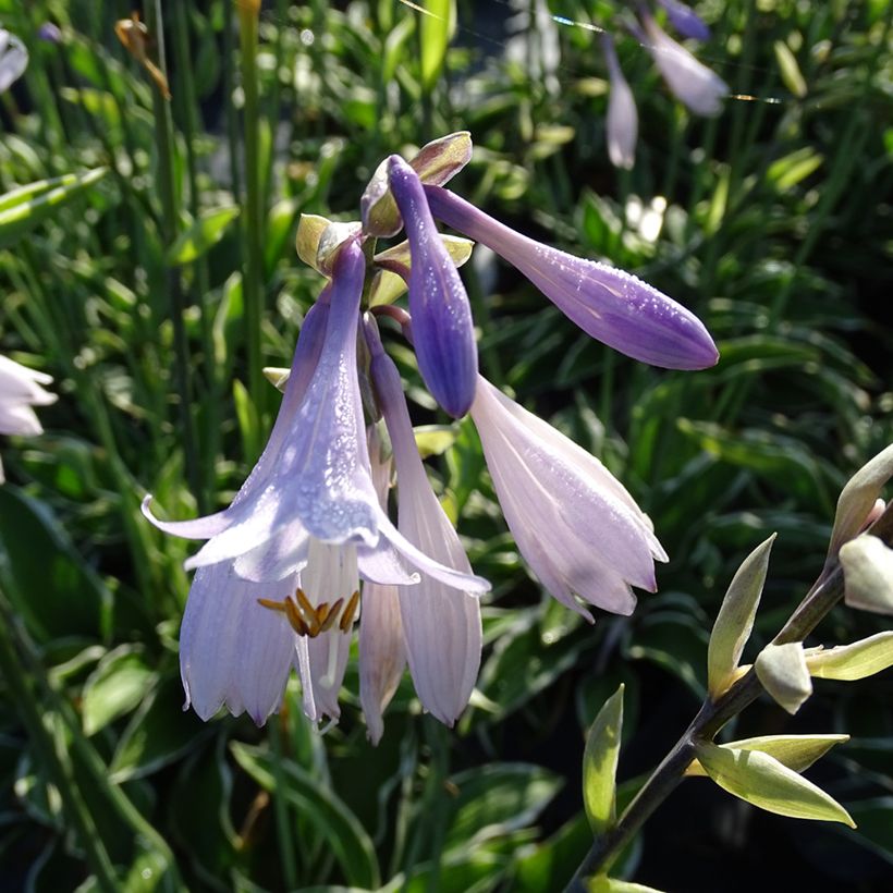 Hosta fortunei Francee (Floración)