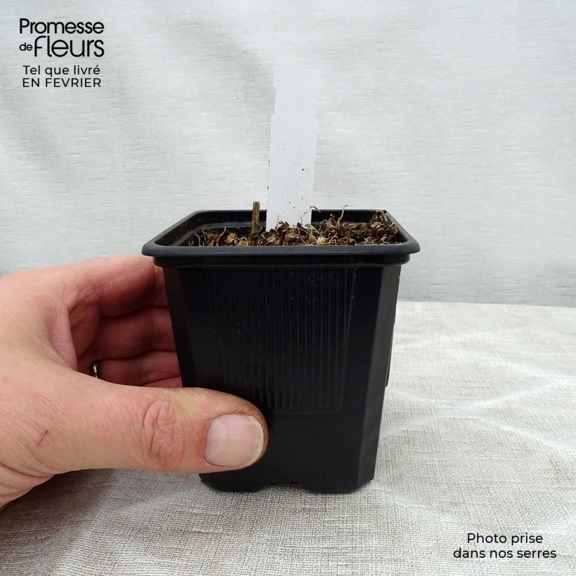 Hosta fortunei Gold Standard Maceta de 8/9 cm Ejemplar entregado en invierno