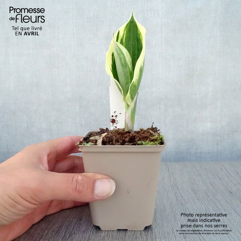 Hosta fortunei Patriot Maceta de 8/9 cm Ejemplar entregado en la primavera